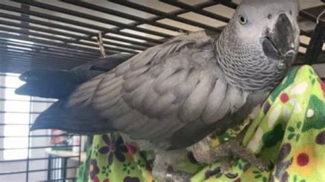 an african grey her name chanel|chanel parrot found not guilty.